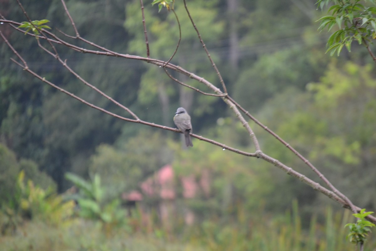 Tropical Kingbird - ML620545207