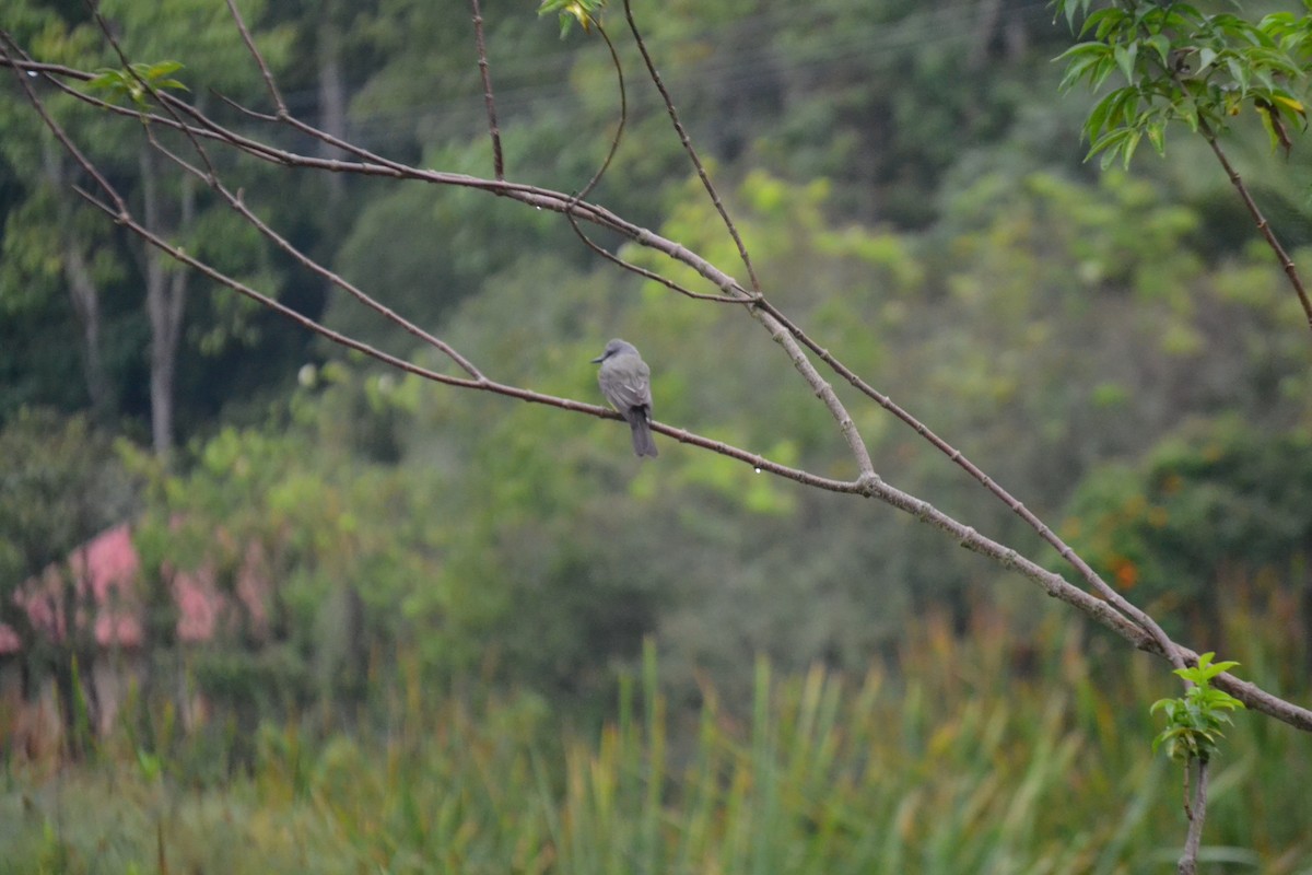 Tropical Kingbird - ML620545211