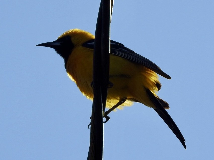 Hooded Oriole - ML620545214