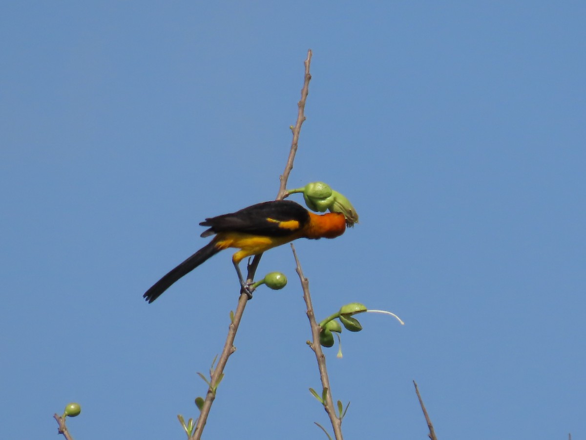 Oriole à tête d'or - ML620545218