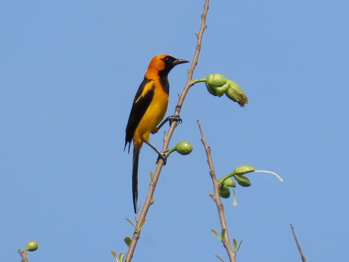 Orange-crowned Oriole - ML620545222