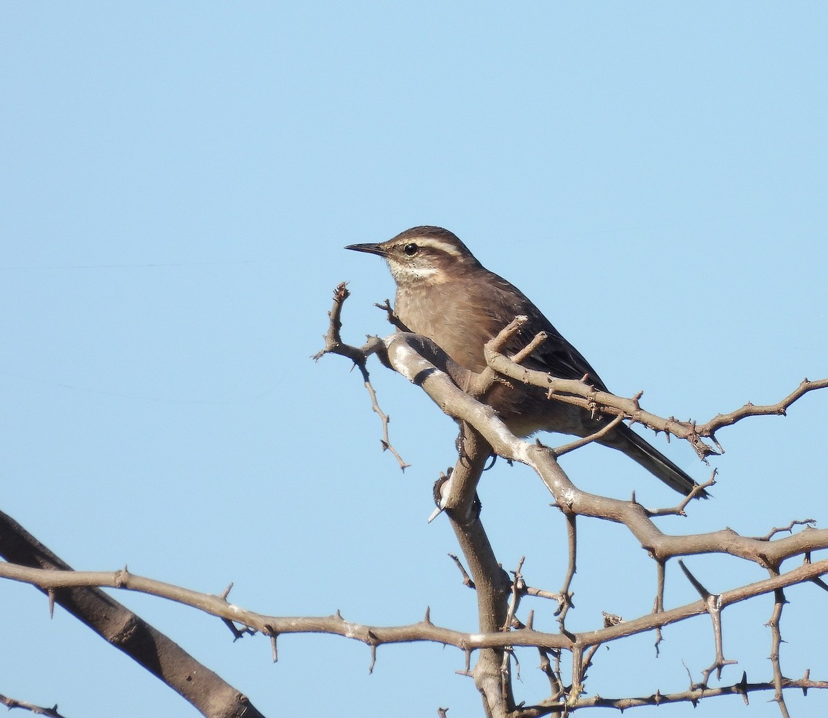 Buff-winged Cinclodes - ML620545238