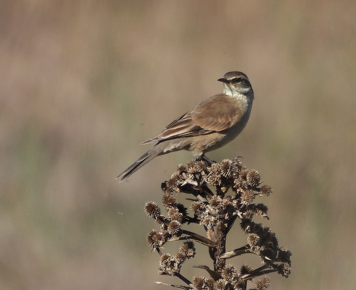 Buff-winged Cinclodes - ML620545240