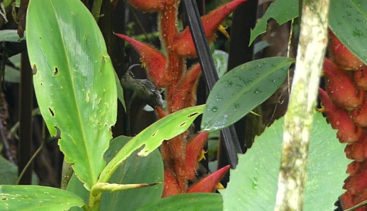 White-tipped Sicklebill - ML620545256