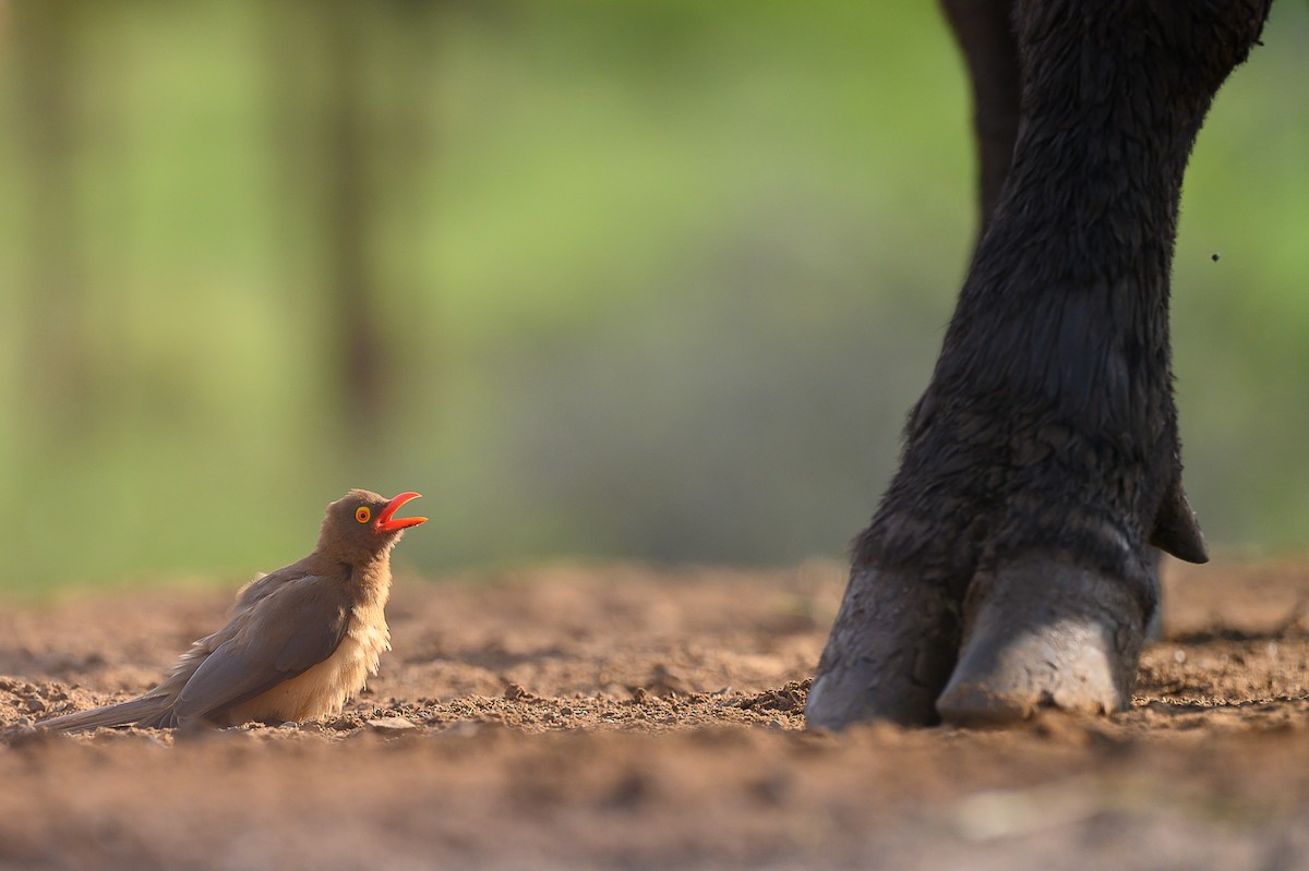 Red-billed Oxpecker - ML620545261