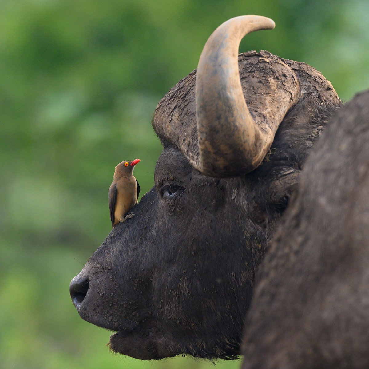 Red-billed Oxpecker - ML620545262