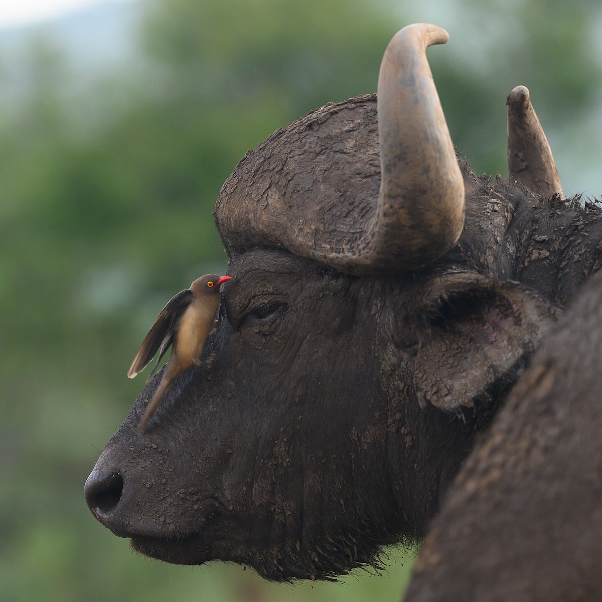 Red-billed Oxpecker - ML620545263