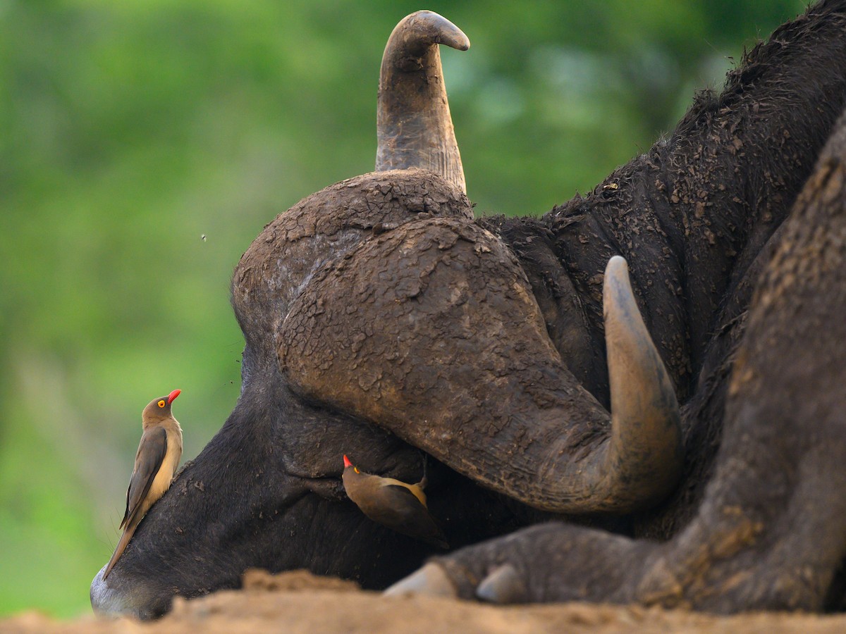 Red-billed Oxpecker - ML620545266