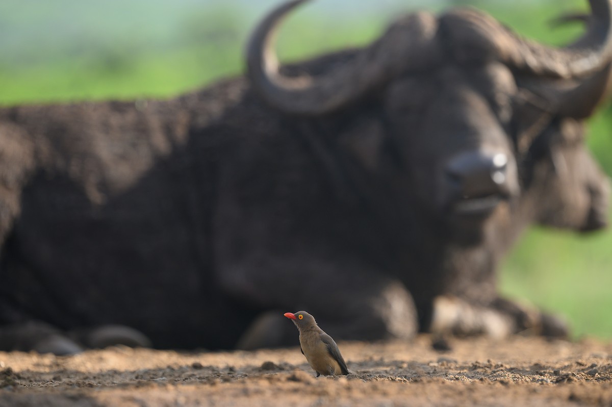 Red-billed Oxpecker - ML620545268