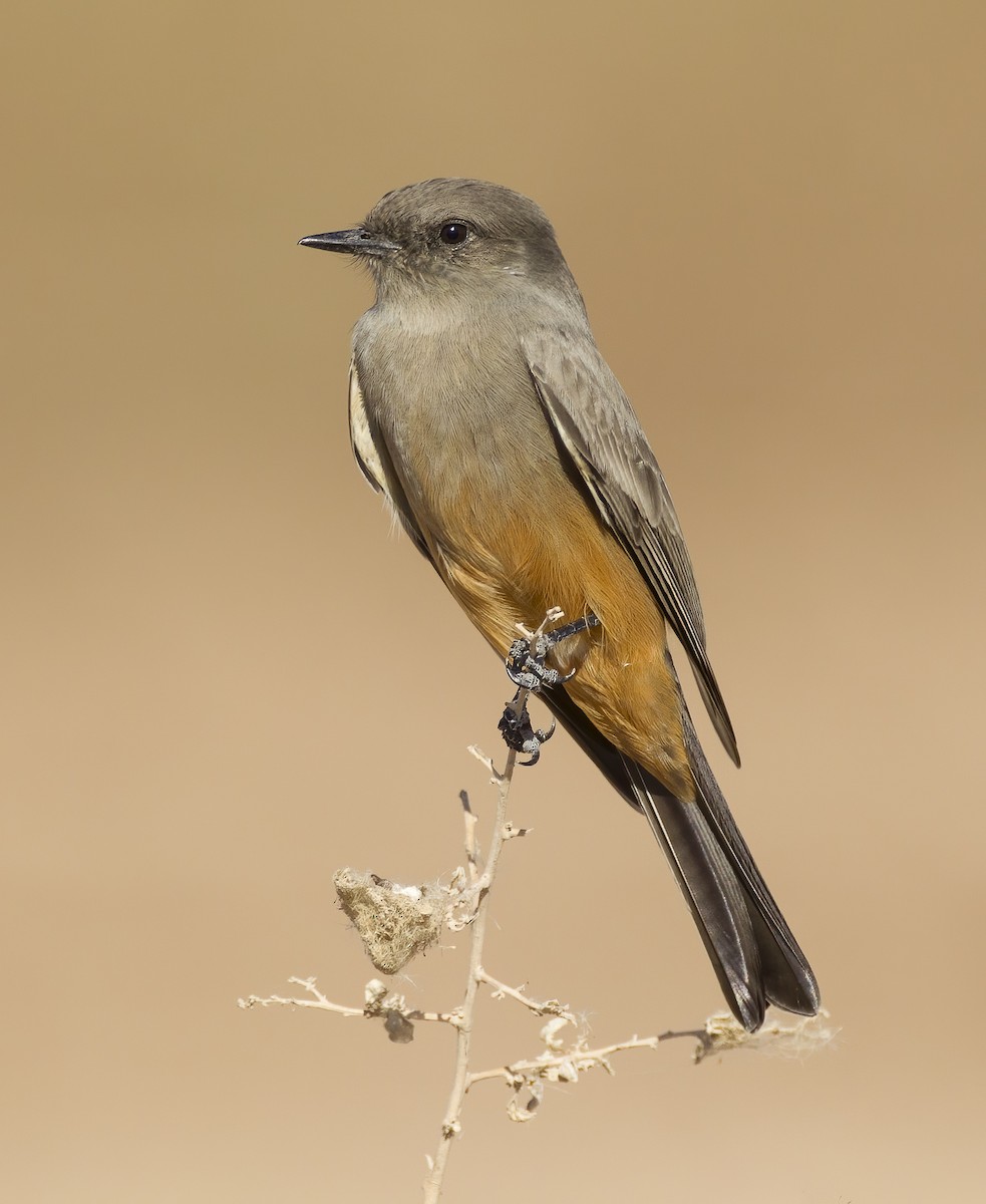 Say's Phoebe - ML620545270