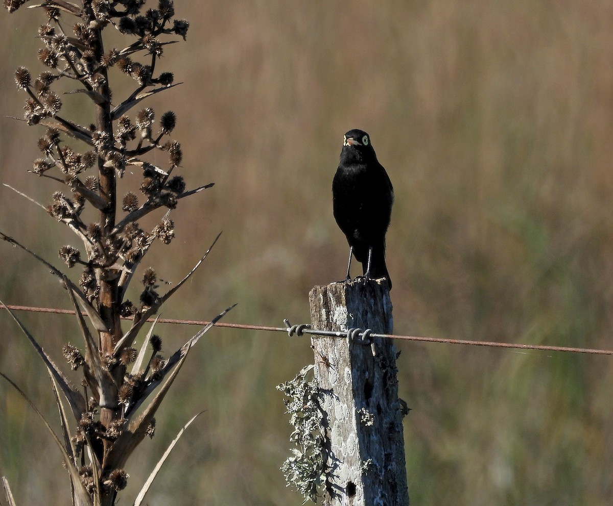 Spectacled Tyrant - ML620545271