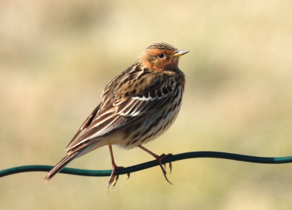 Red-throated Pipit - ML620545273