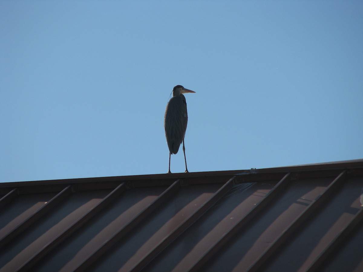 Great Blue Heron - Theramansi Lion