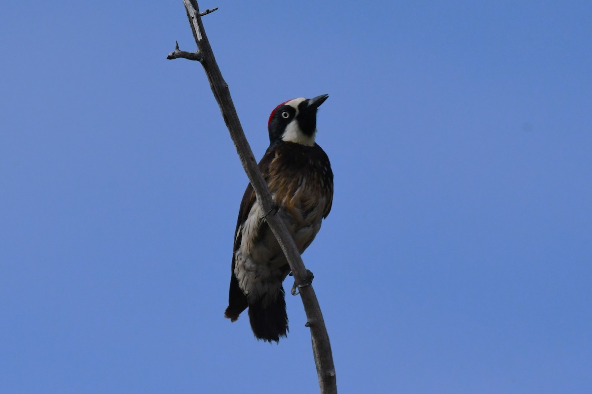 Acorn Woodpecker - ML620545277