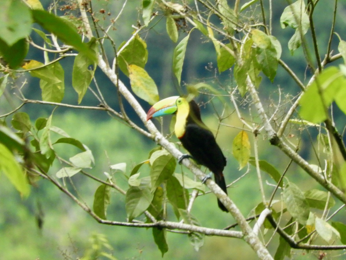 Keel-billed Toucan - ML620545280