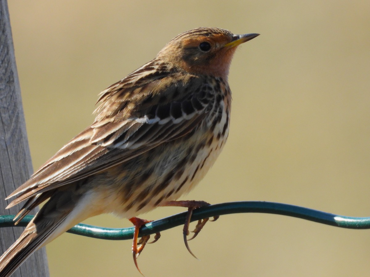 Pipit à gorge rousse - ML620545284