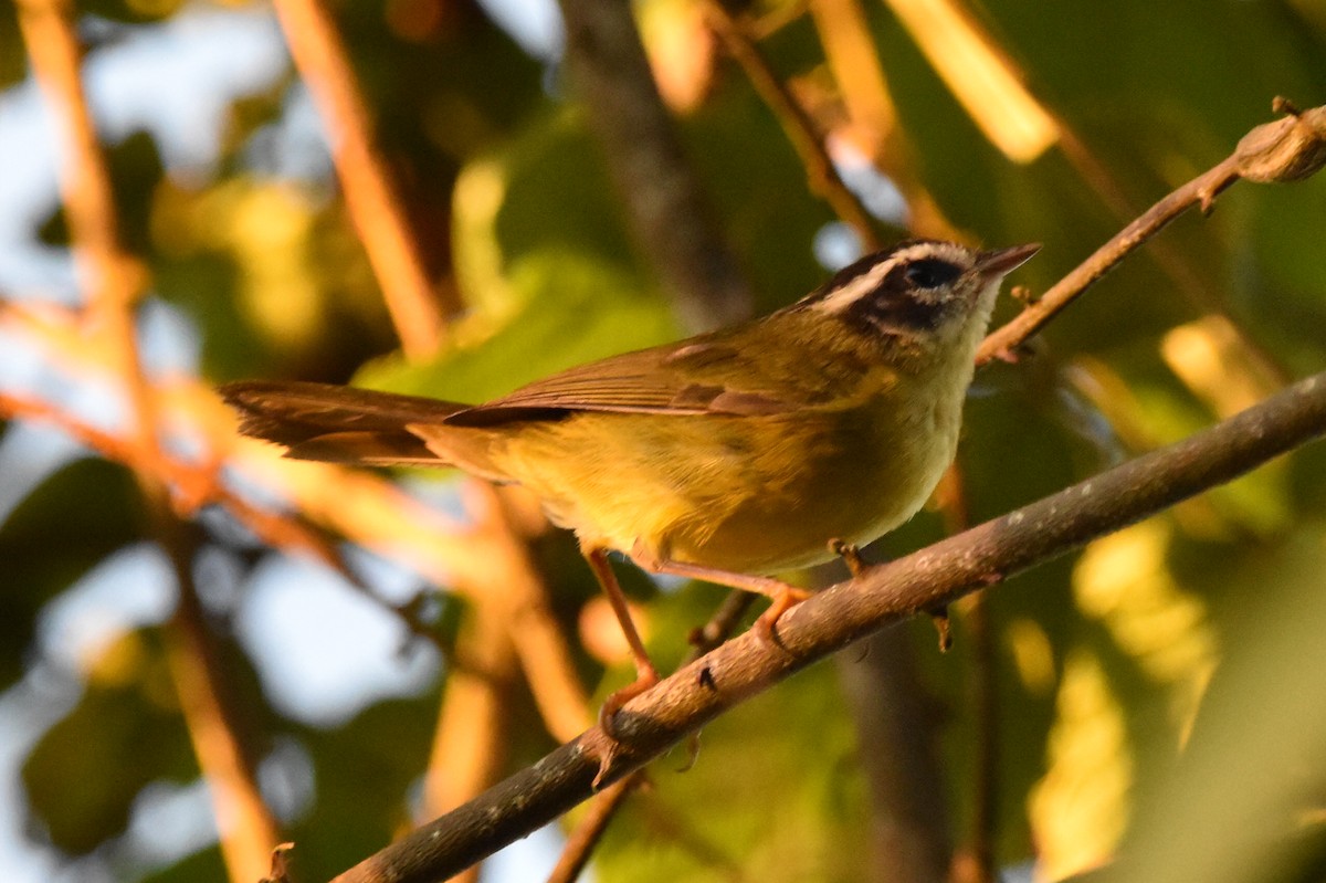 Three-striped Warbler - ML620545286