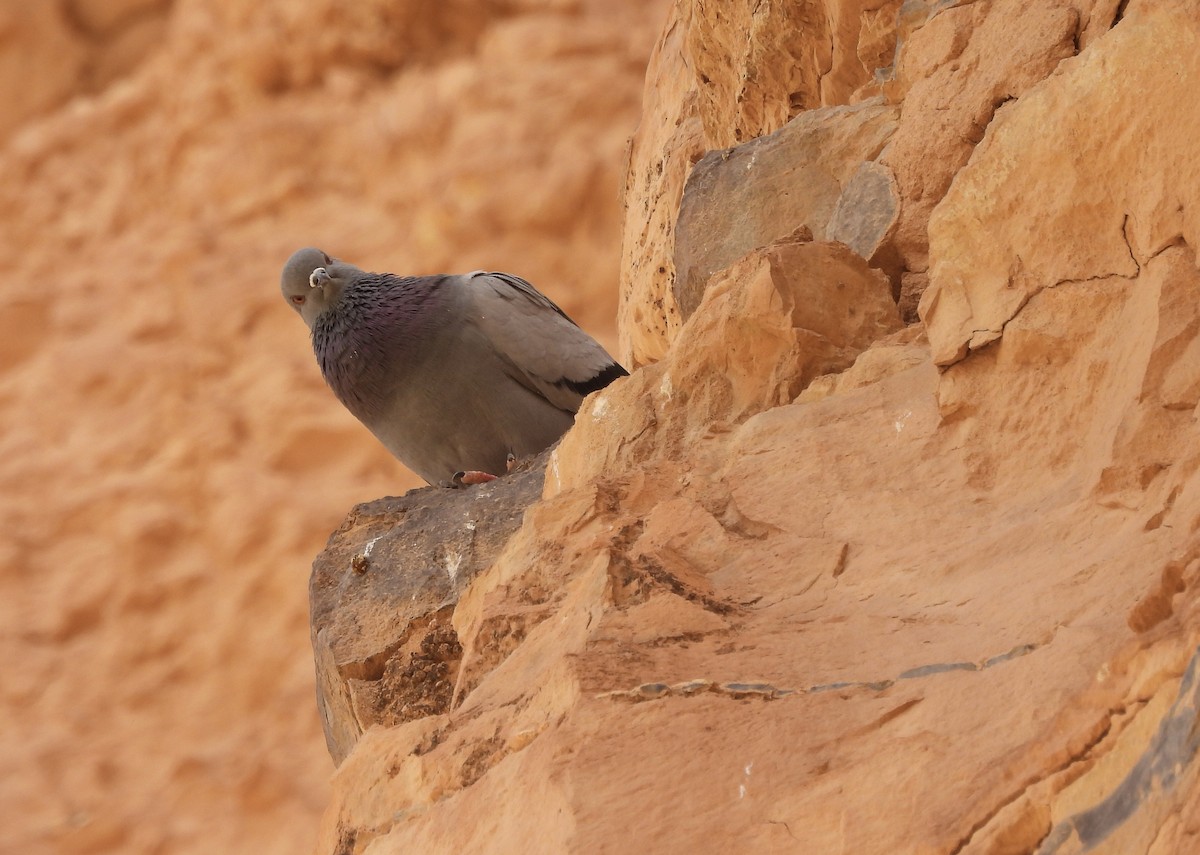 Rock Pigeon (Feral Pigeon) - ML620545288