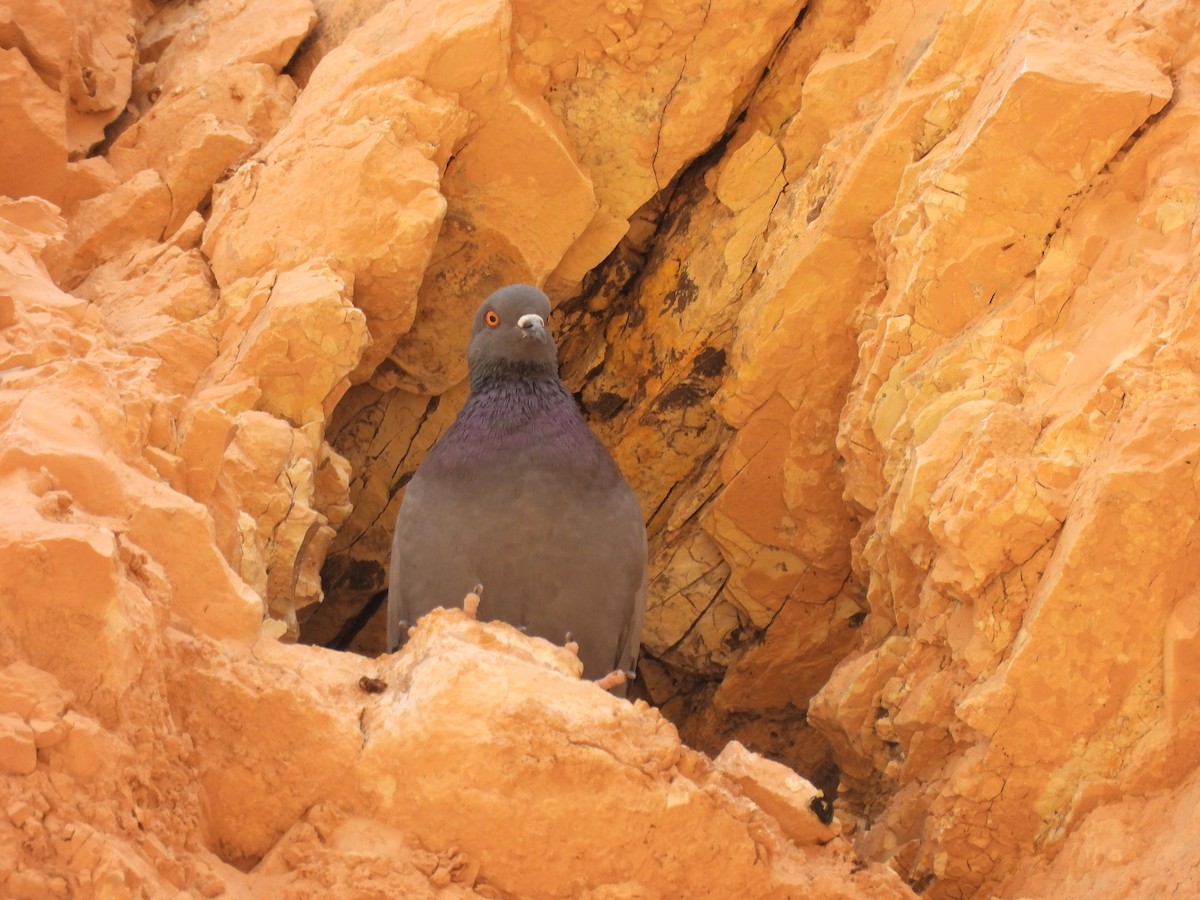 Rock Pigeon (Feral Pigeon) - ML620545289