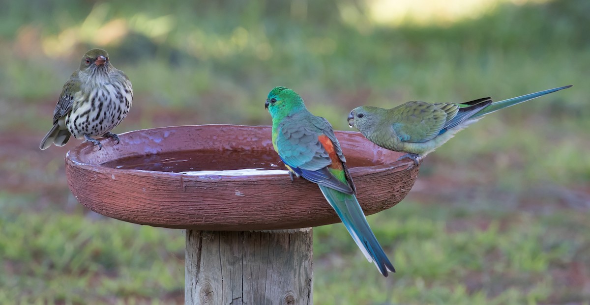 Red-rumped Parrot - ML620545291
