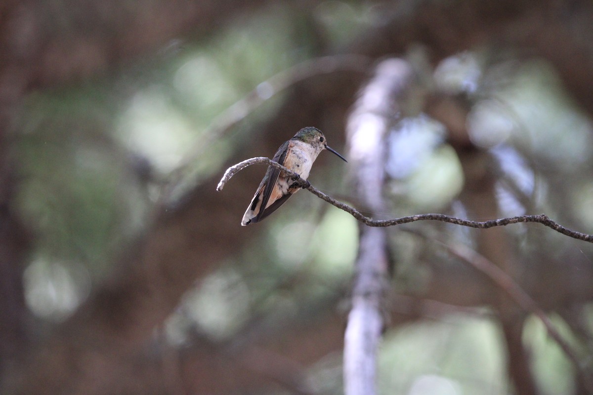 Broad-tailed Hummingbird - ML620545293