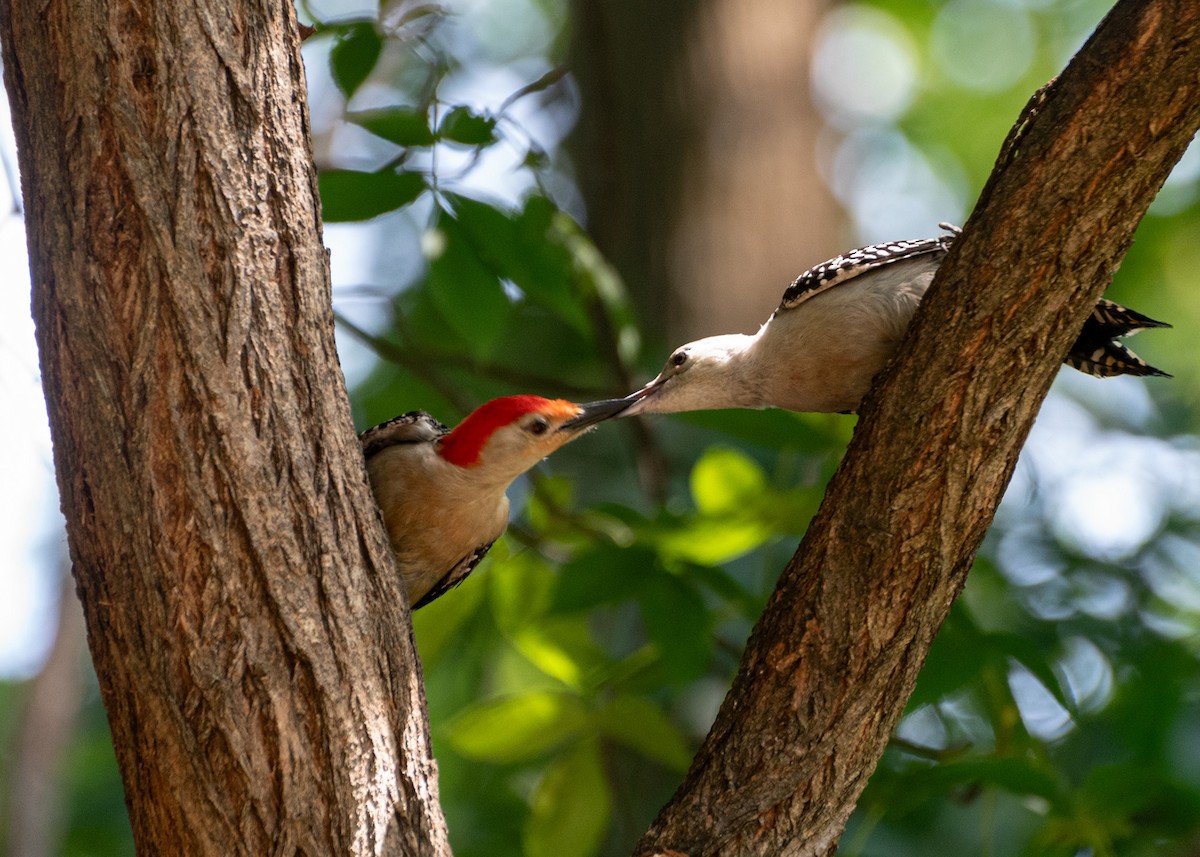 Red-bellied Woodpecker - ML620545295