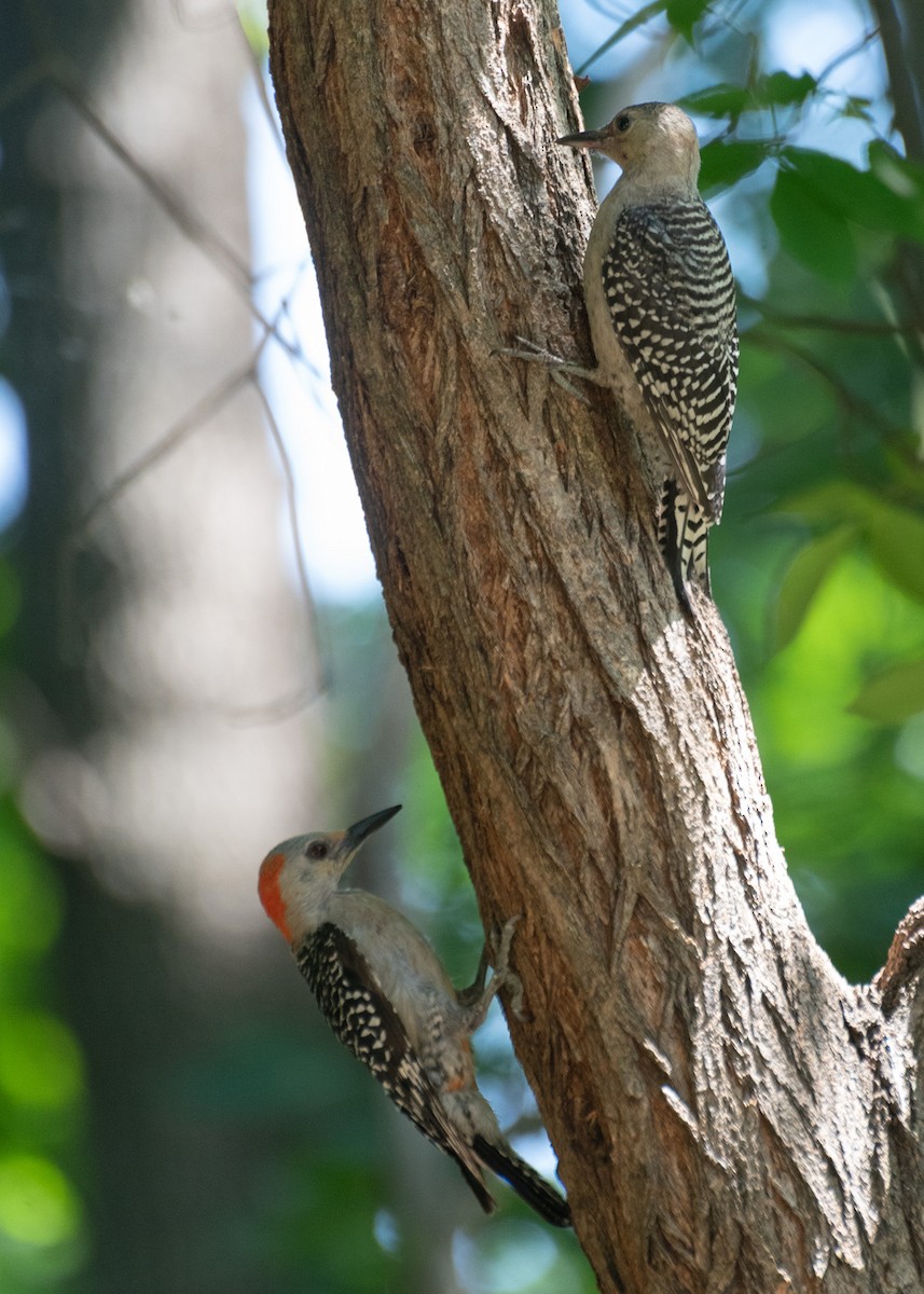 Red-bellied Woodpecker - ML620545297