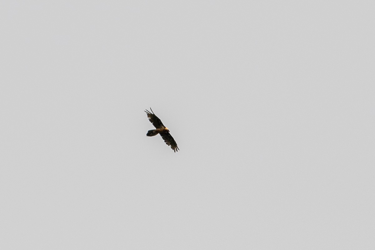 Bearded Vulture - ML620545298