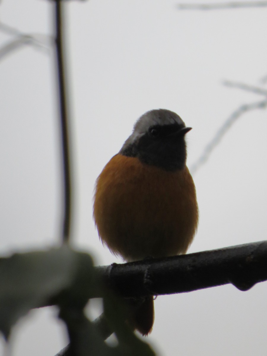 Daurian Redstart - ML620545302