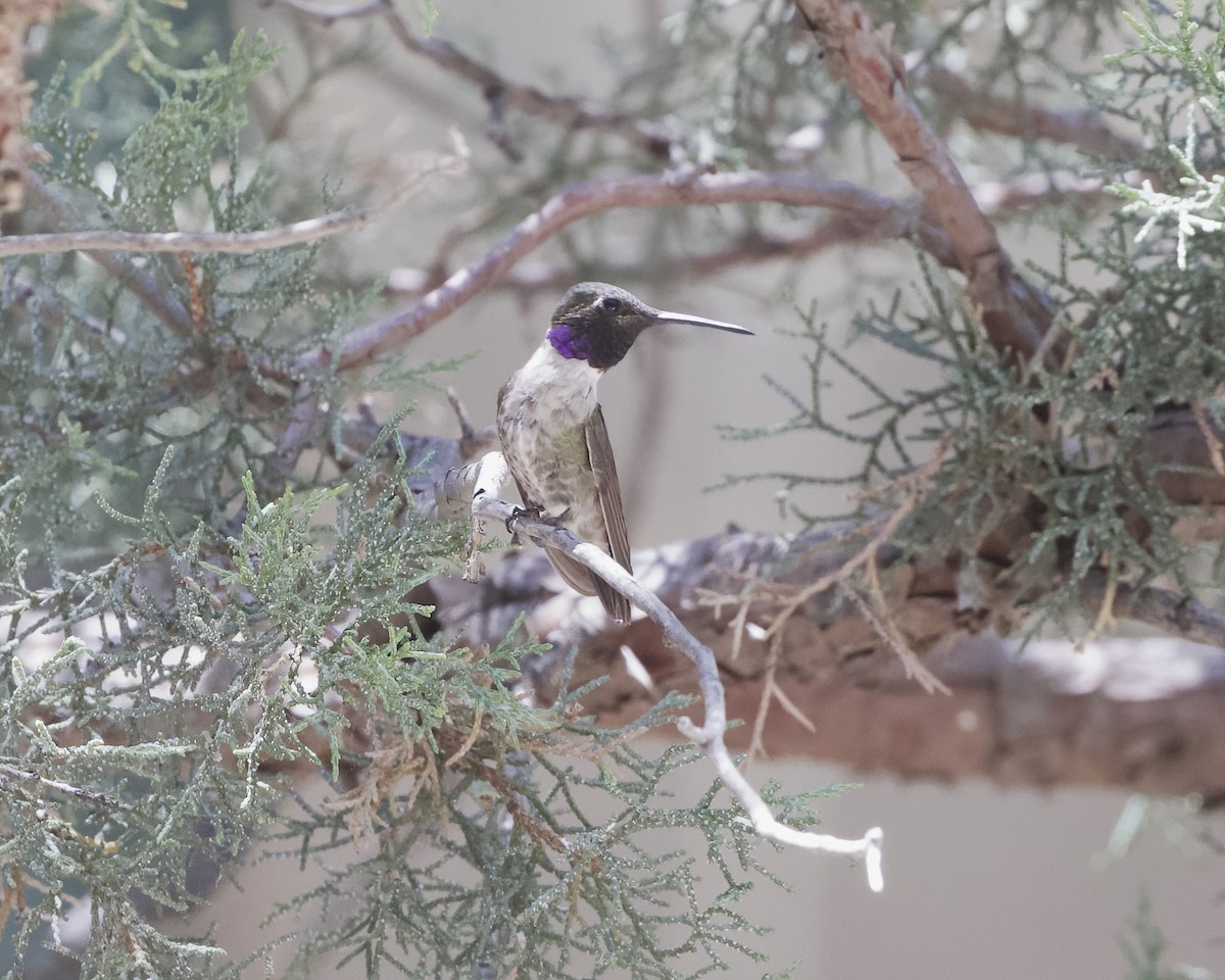 Black-chinned Hummingbird - ML620545303