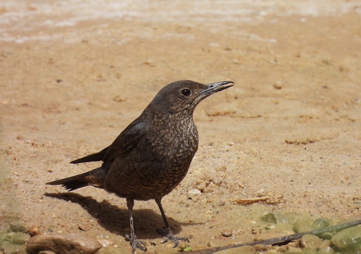 Blue Rock-Thrush - ML620545326