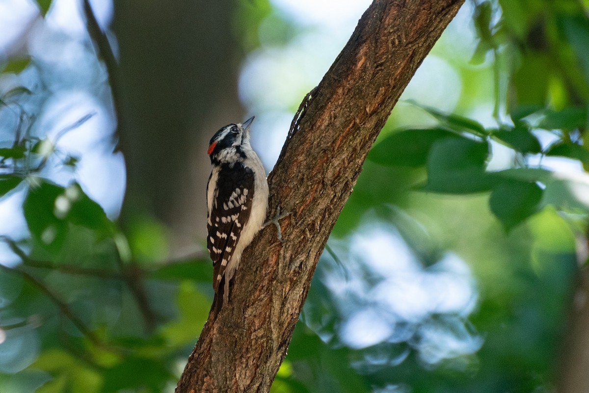 Downy Woodpecker (Eastern) - ML620545328