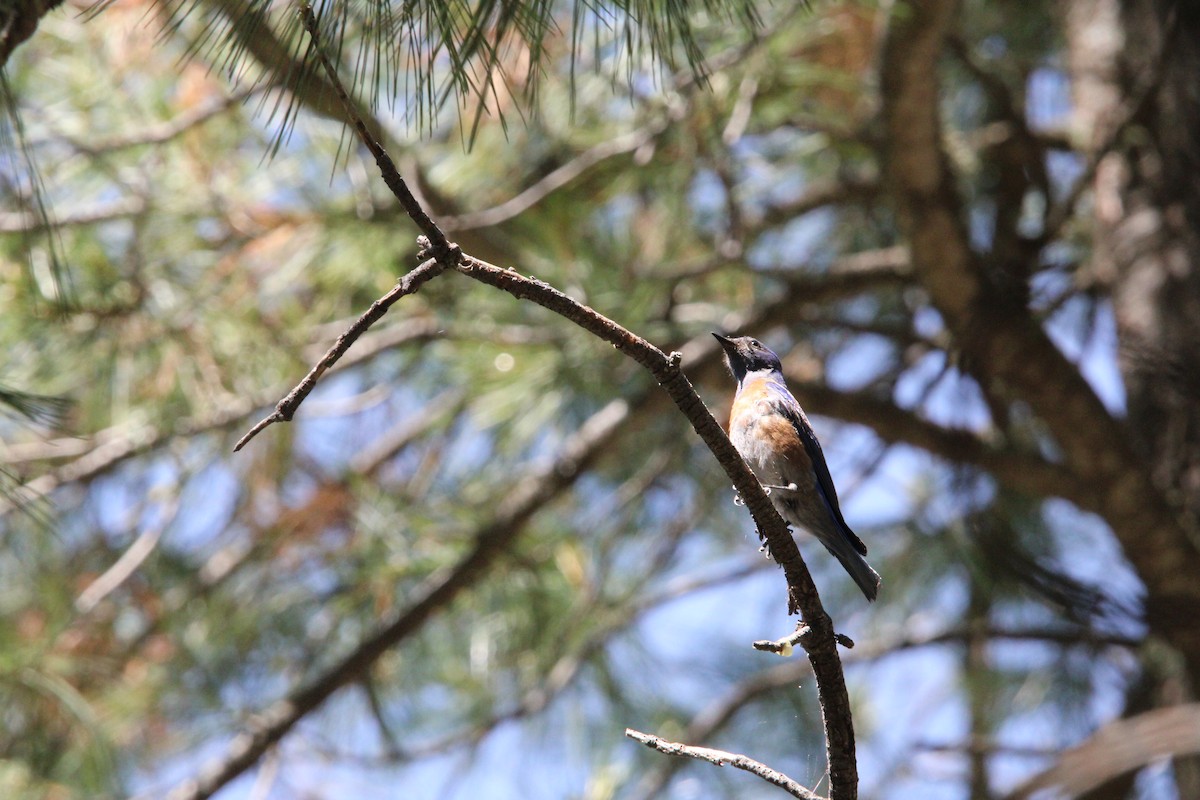 Western Bluebird - ML620545331