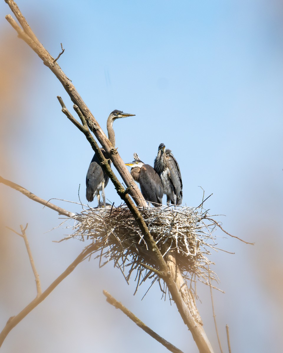 Great Blue Heron - Martin Mau