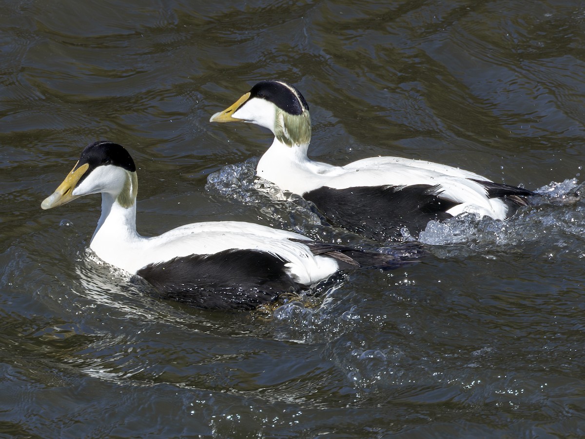 Common Eider - ML620545334