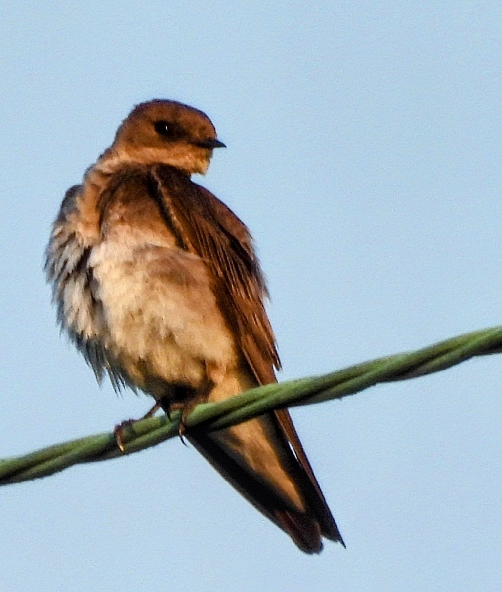Northern Rough-winged Swallow - ML620545335