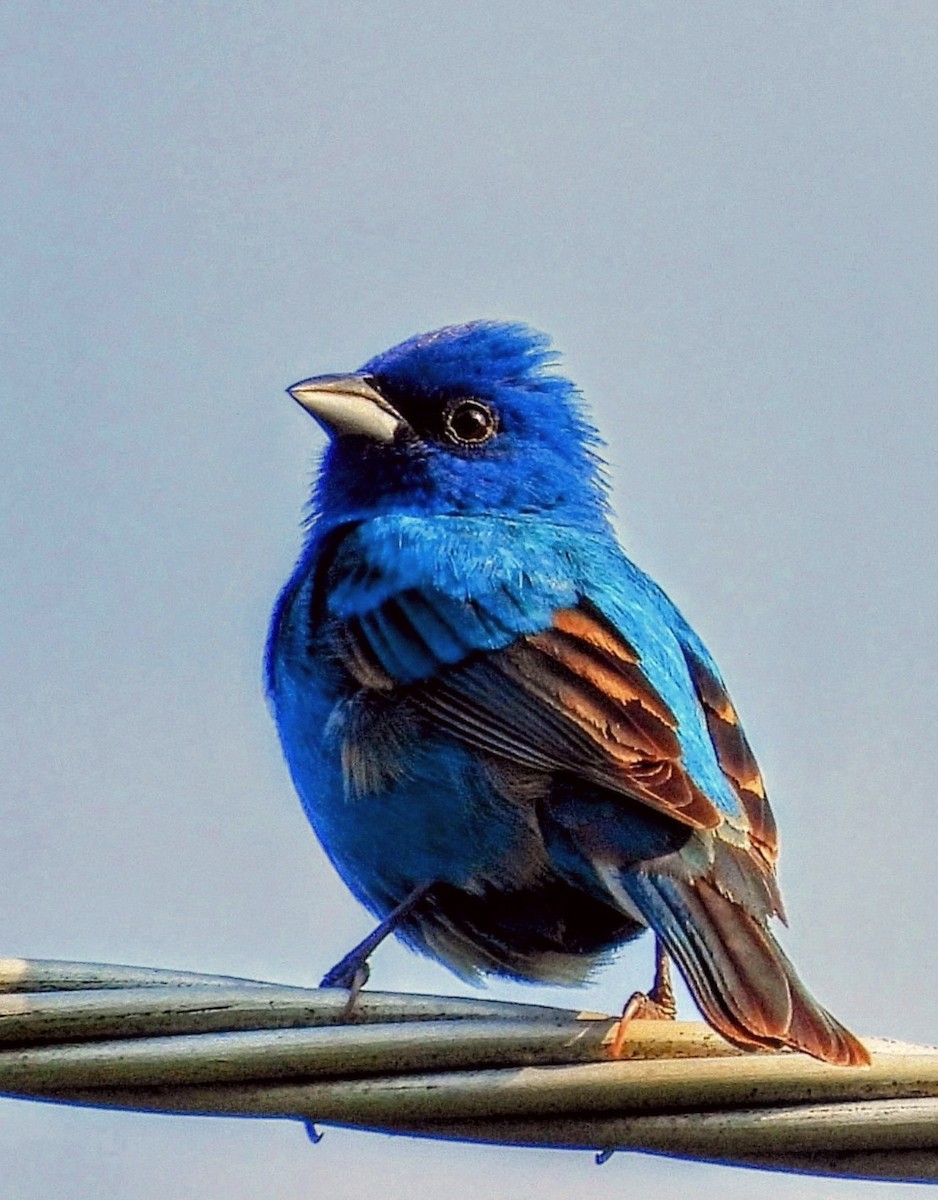 Indigo Bunting - ML620545342