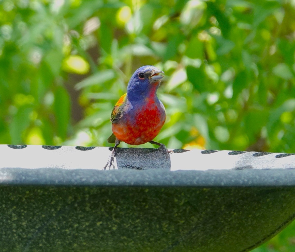 Painted Bunting - ML620545343