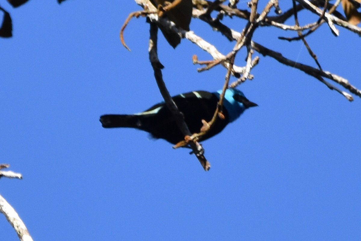 Blue-necked Tanager - ML620545344