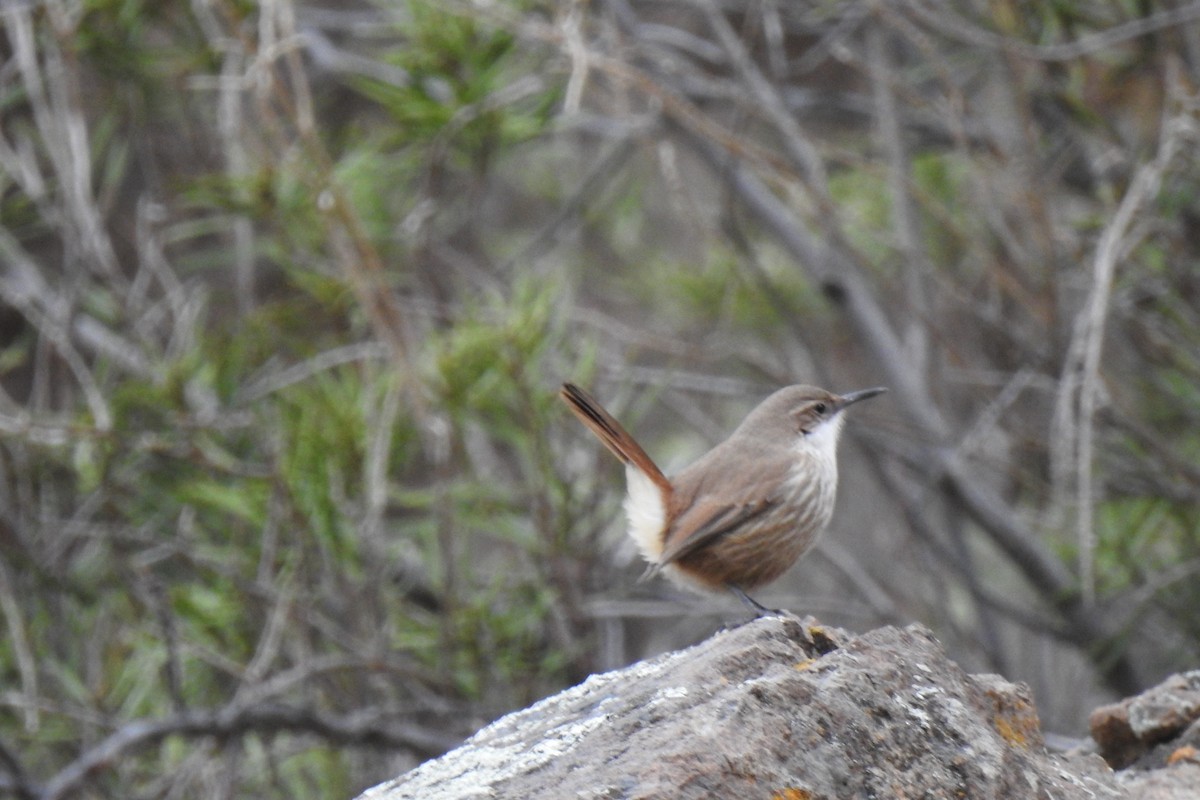 Straight-billed Earthcreeper - ML620545347