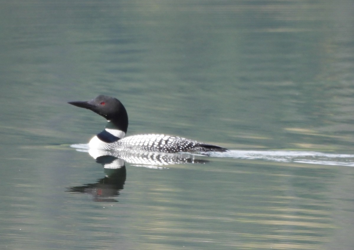 Common Loon - ML620545348