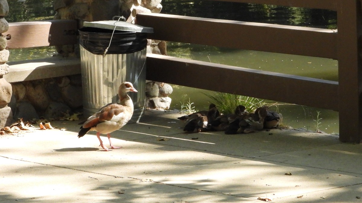 Egyptian Goose - ML620545364