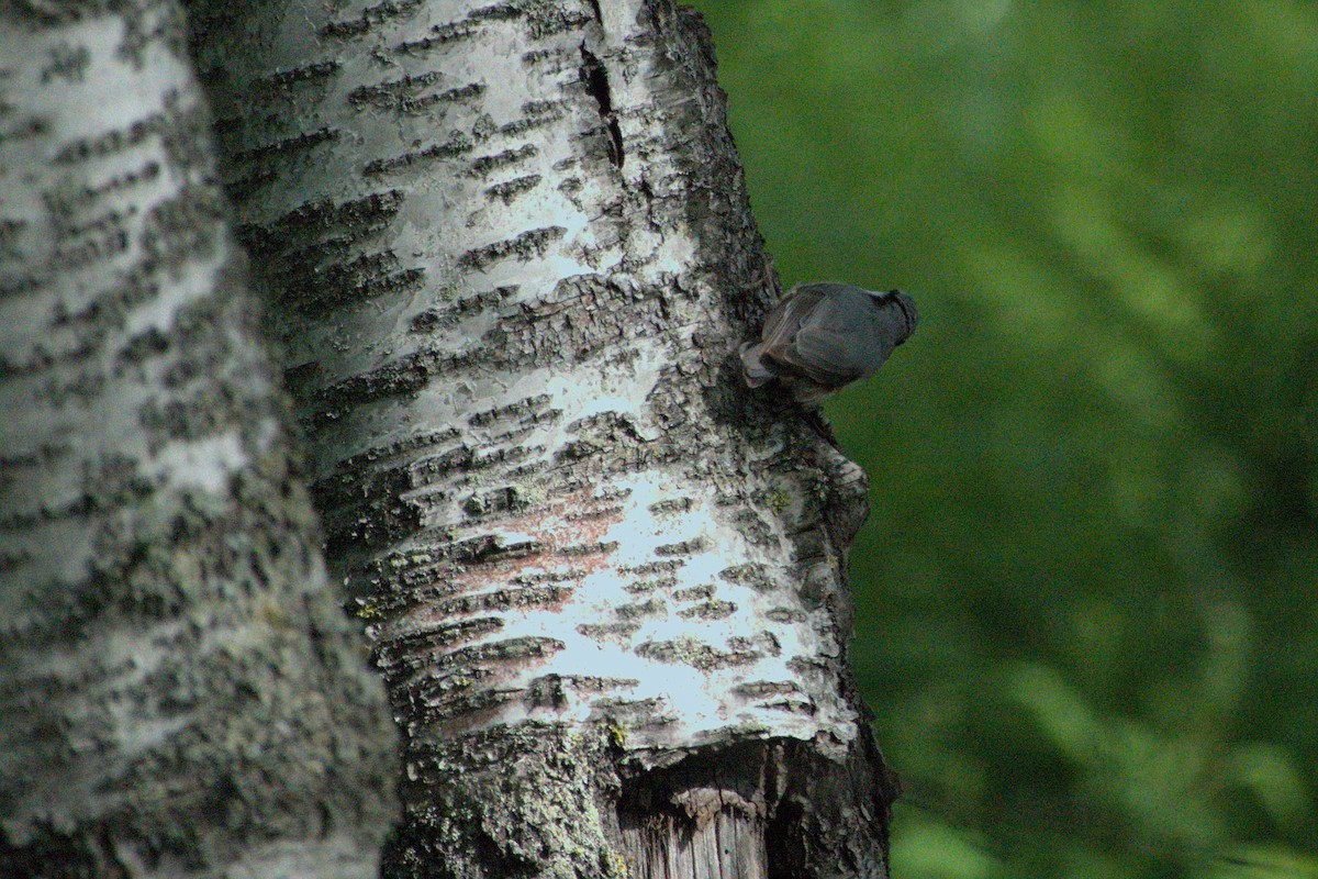 Eurasian Nuthatch - ML620545372