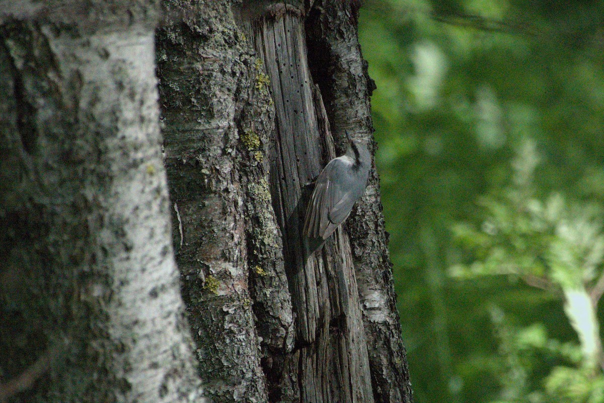 Eurasian Nuthatch - ML620545374