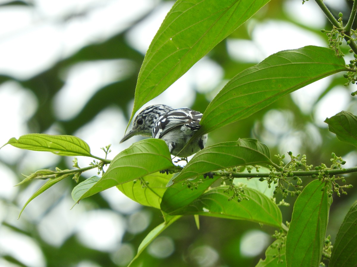 Amazonian Streaked-Antwren - ML620545380