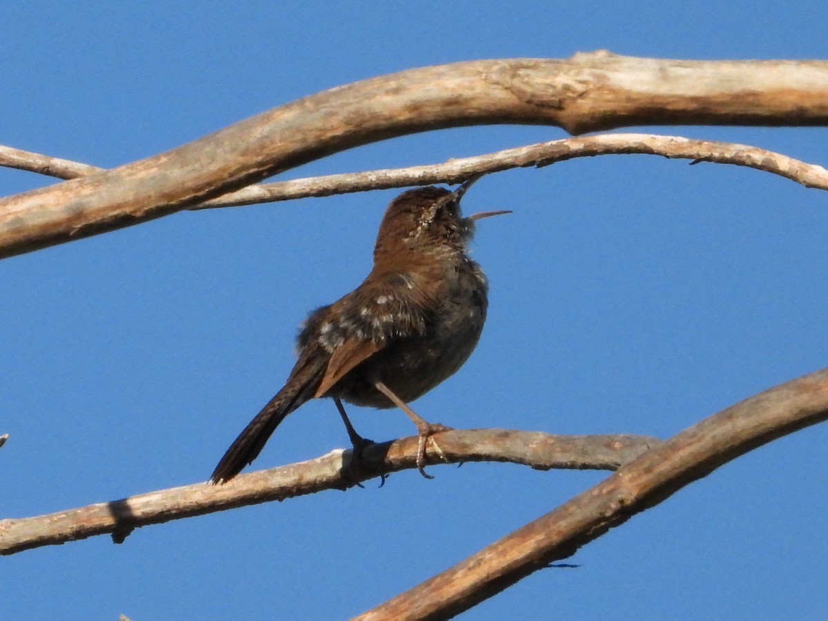 Bewick's Wren - ML620545389