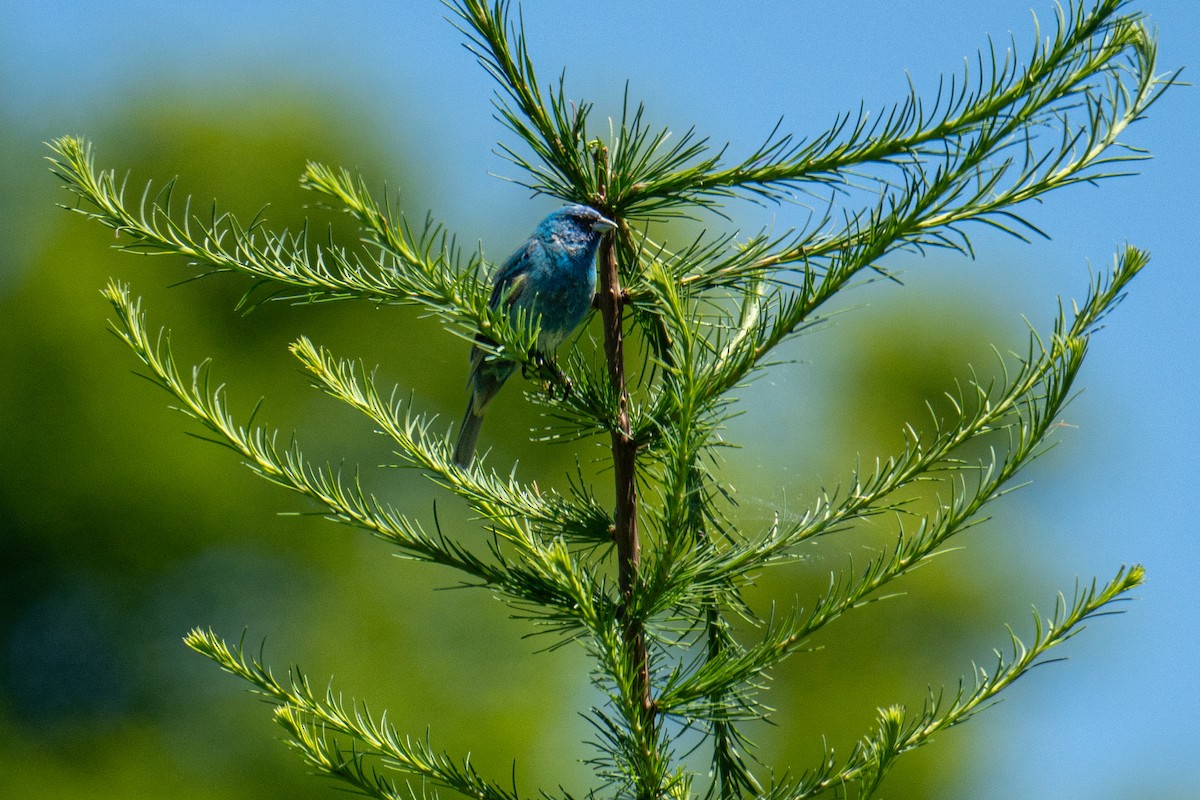 Passerin indigo - ML620545396