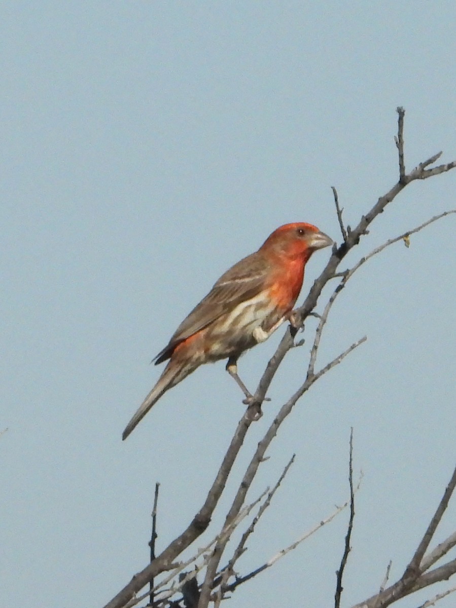 House Finch - ML620545400