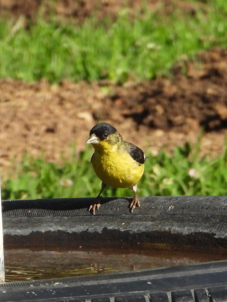 Lesser Goldfinch - ML620545403