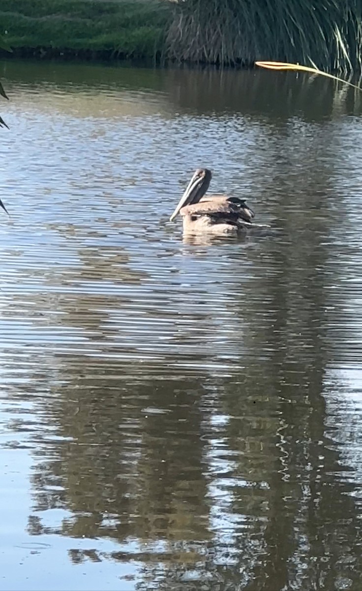 Brown Pelican - ML620545407